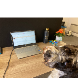 Freddie in the office